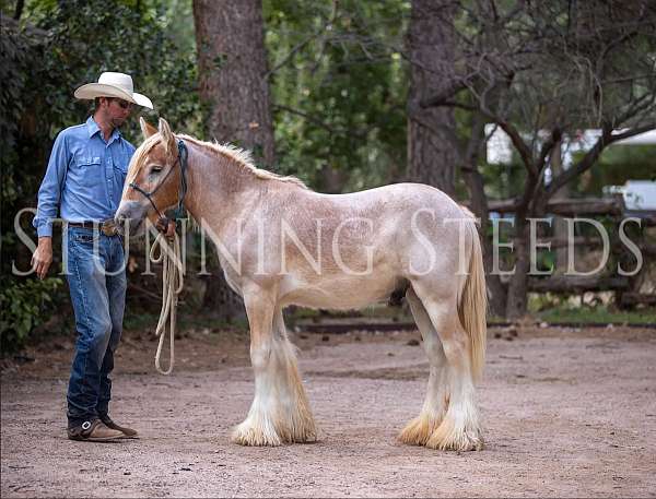 full-of-energy-gypsy-vanner-horse