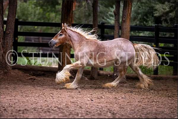 foundation-halter-gypsy-vanner-horse