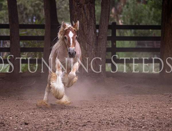 muscle-gypsy-vanner-horse