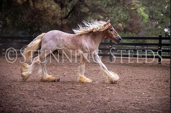 hairy-gelding