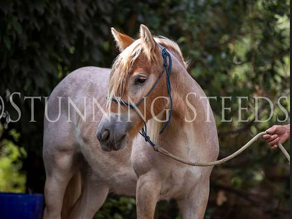 red-roan-gypsy-vanner-gelding