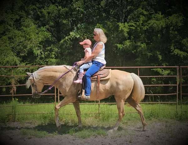 palomino-head-blaze-left-forelimb-pastern-hind-limb-stocking-right-hindlimb-horse