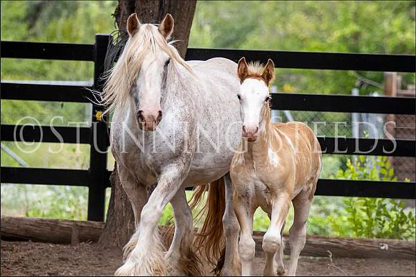 fame-gypsy-vanner-horse