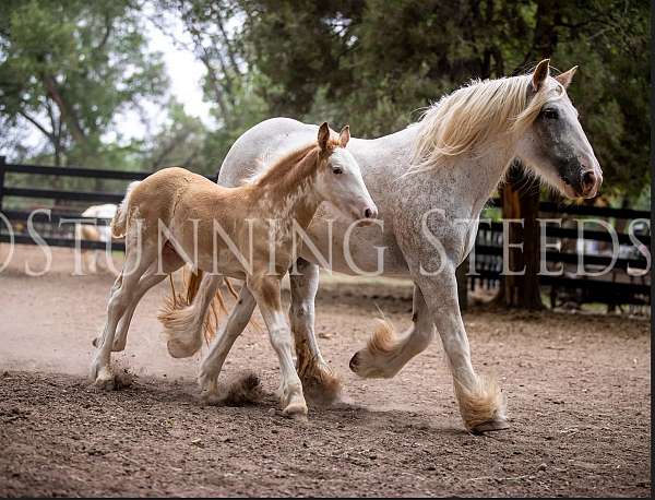 hall-of-fame-gypsy-vanner-horse