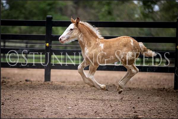 showing-gypsy-vanner-horse