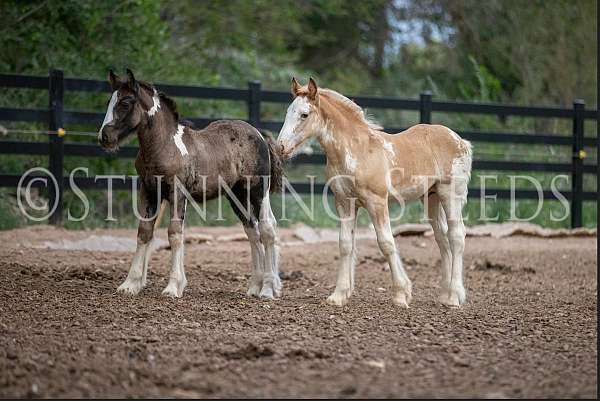 st-clarins-gelding