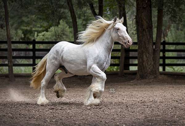 bay-sabino-tobiano-horse