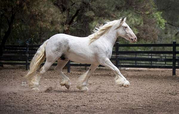 unusual-gypsy-vanner-horse