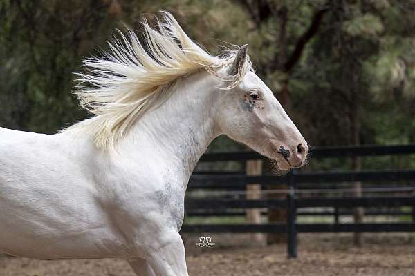 wooly-gelding