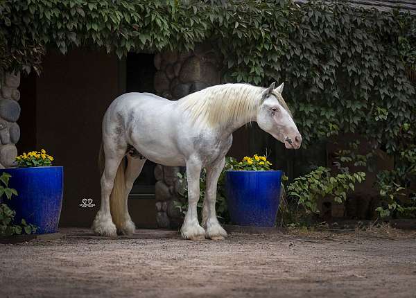 sabino-tobiano-horse