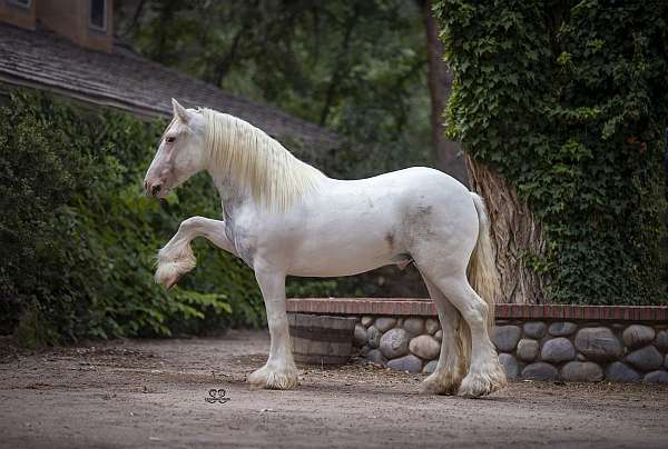 athletic-gypsy-vanner-horse