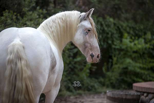 bay-gypsy-vanner-horse