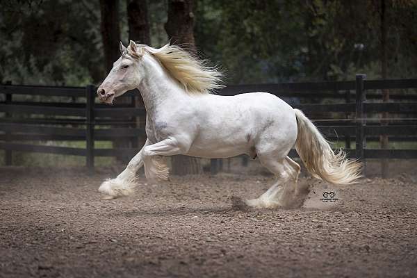 bay-tobiano-gypsy-vanner-horse