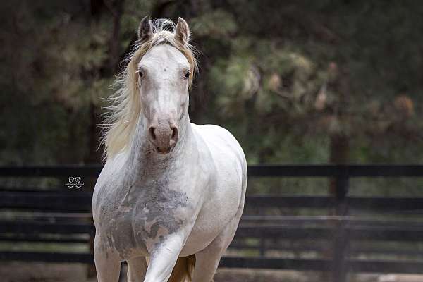 class-gypsy-vanner-horse