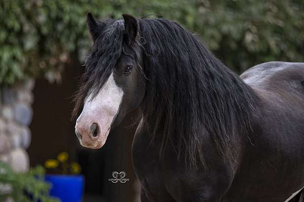 lunges-gypsy-vanner-horse