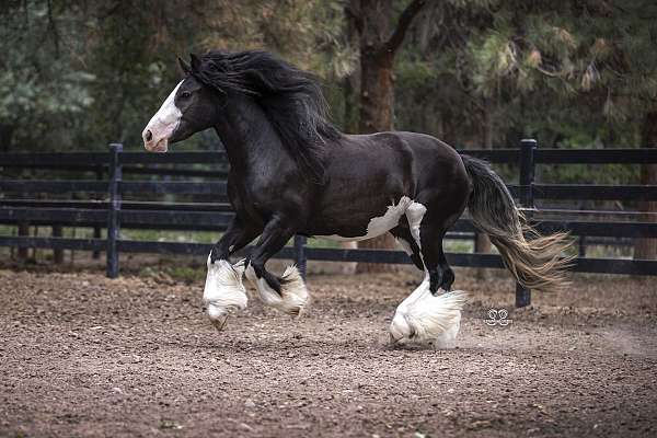 free-breeding-mare