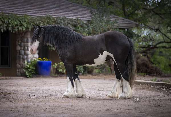 black-athletic-halter-horse