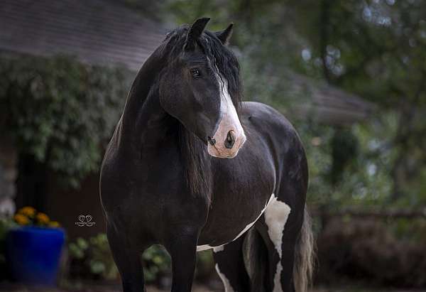 athletic-gypsy-vanner-horse