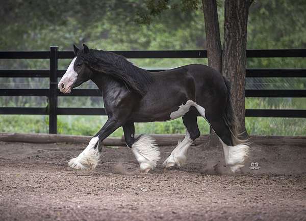 baths-gypsy-vanner-horse