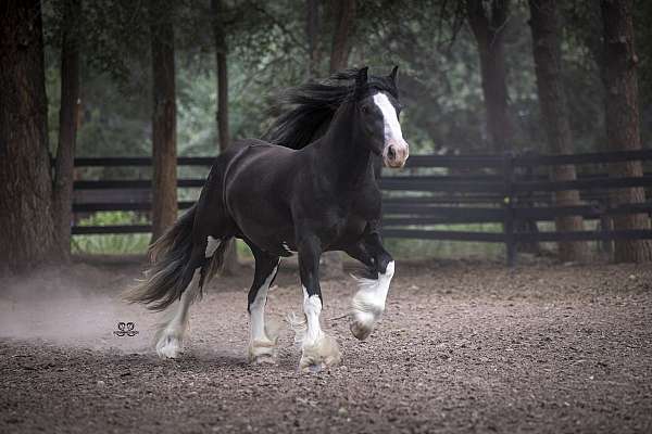 black-gypsy-vanner-horse