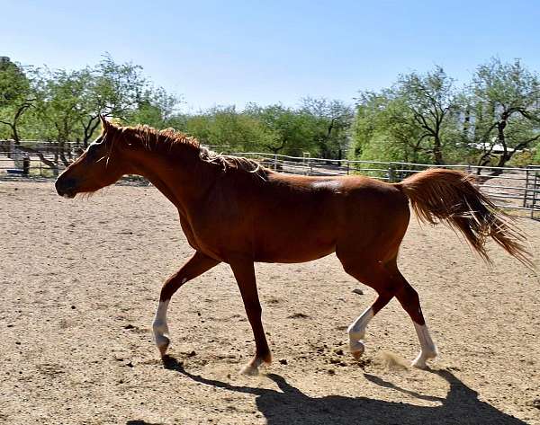 endurance-arabian-horse