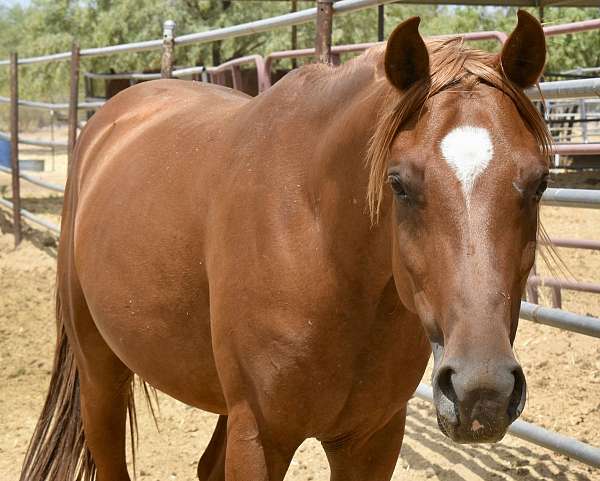 all-around-arabian-horse