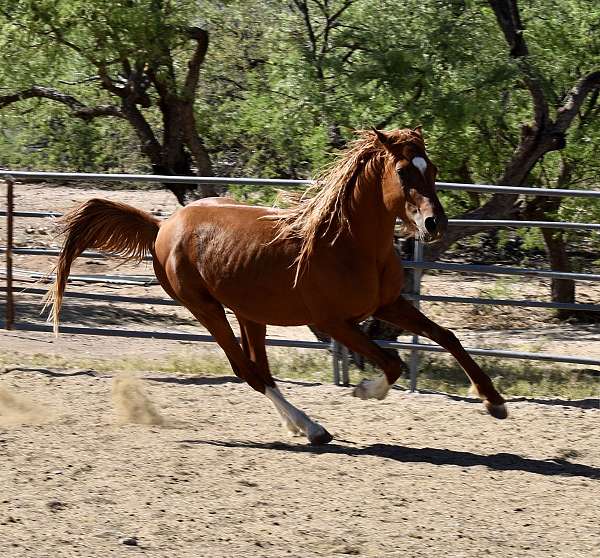 athletic-arabian-horse