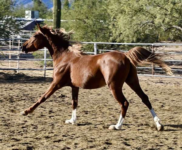 flashy-arabian-horse