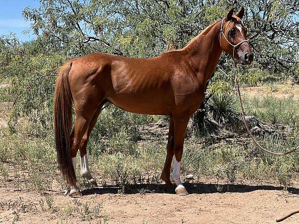 ranch-work-arabian-horse