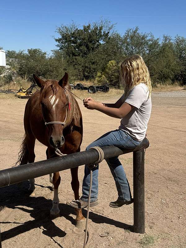 ridden-western-arabian-horse