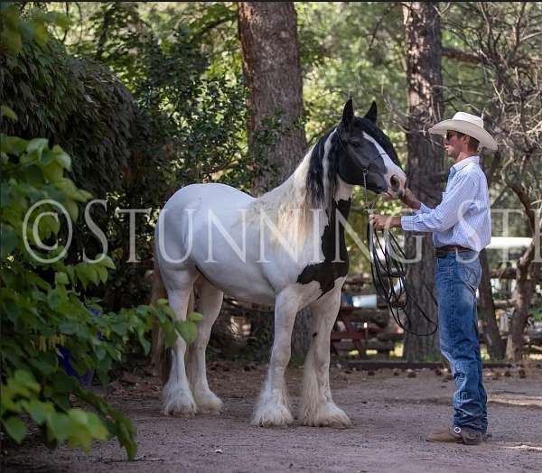 black-horse-gypsy-vanner