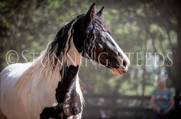 champion-lines-gypsy-vanner-horse