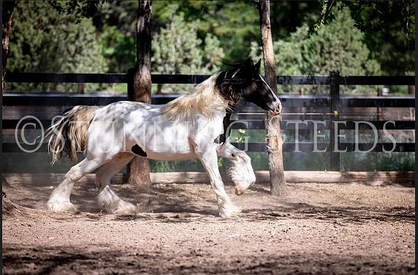 eddie-gypsy-vanner-horse