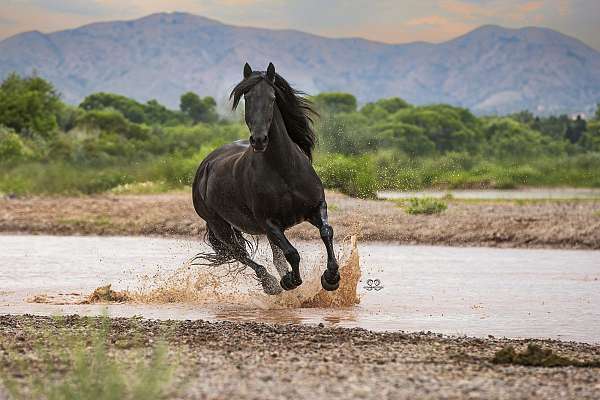 homozygous-black-friesian-horse