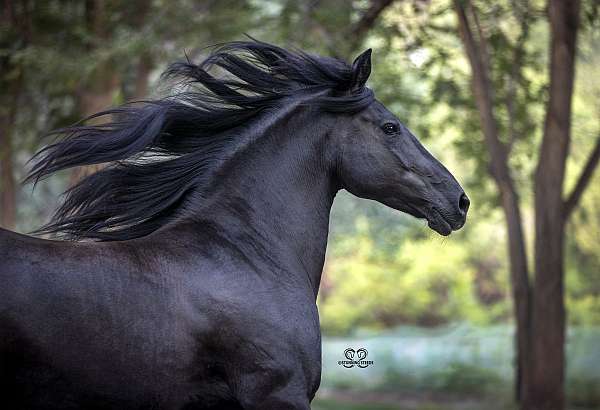 athletic-friesian-horse