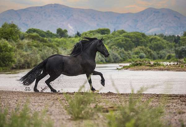 champion-friesian-horse