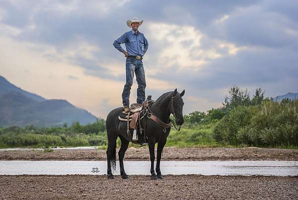 horsemanship-friesian-horse