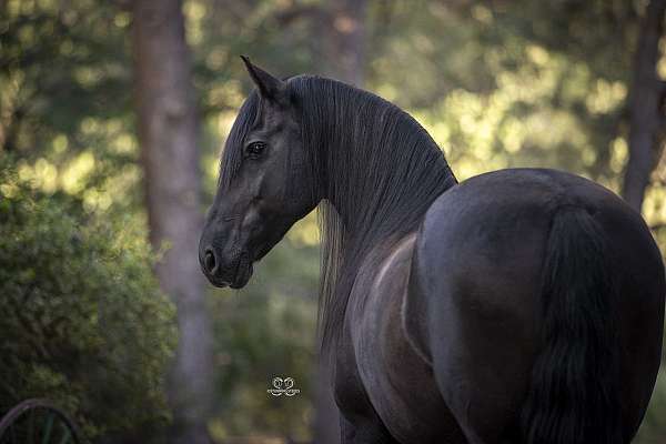 natural-horsemanship-training-friesian-horse