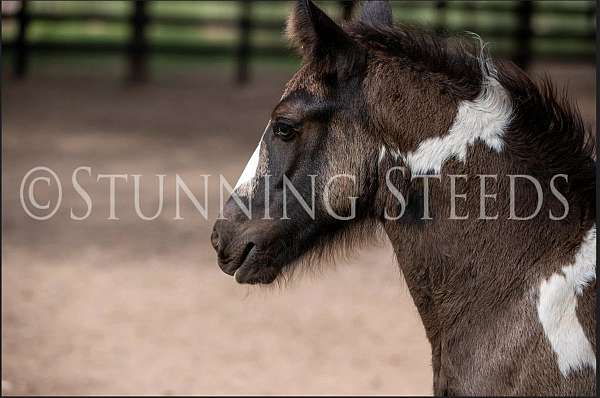 halter-homozygous-black-filly