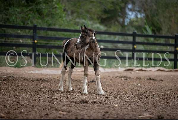 halter-homozygous-black-gypsy-vanner-horse