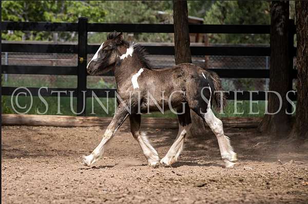 smokey-black-halter-homozygous-horse