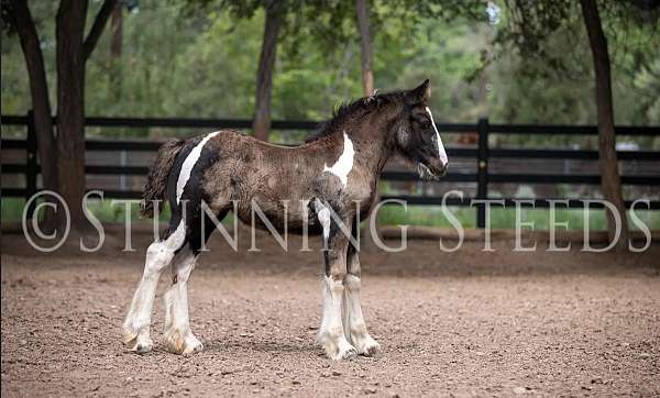 halter-homozygous-black-horse