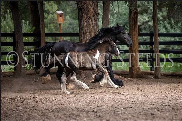 halter-homozygous-black