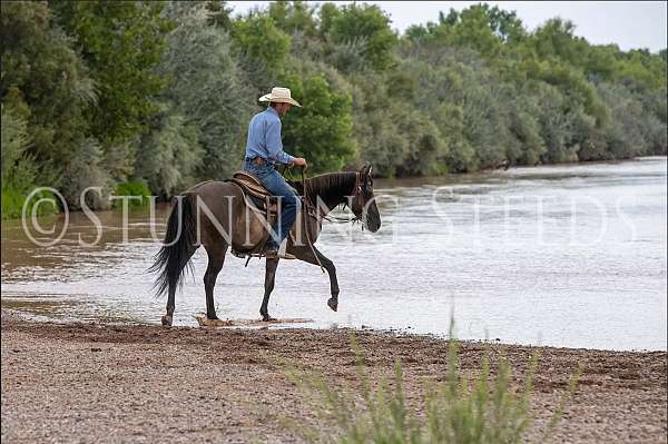 athletic-quarter-horse