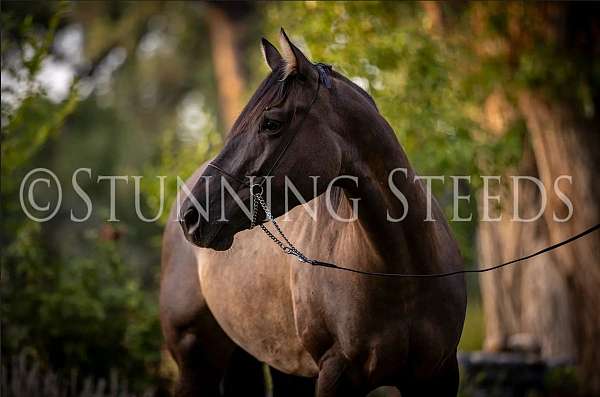 calf-roping-quarter-horse