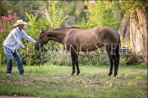 champion-quarter-horse