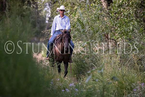 halter-quarter-horse