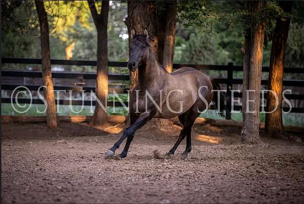 ranch-quarter-horse