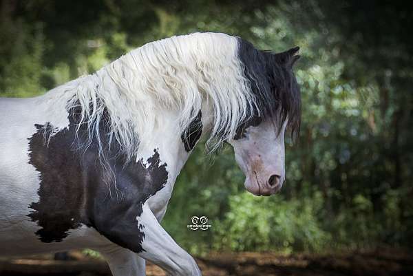 halter-longe-line-gypsy-vanner-horse