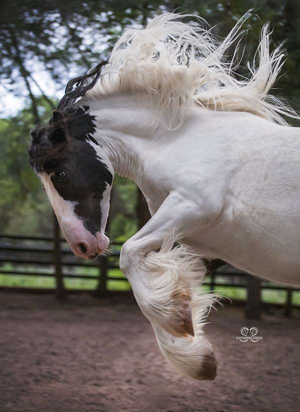 halter-longe-line-horse